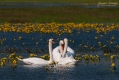 085_Biebrza - kwiecien 2011